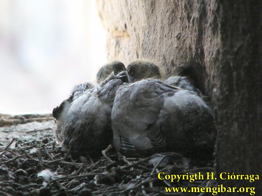 Colocacin de nidos para Cernicalos. 19 de Agosto de 2008 29